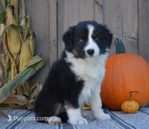 Sadie – Australian Shepherd puppy for sale in Battle Creek, MI