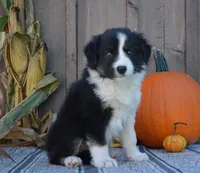 Sadie, a female Australian Shepherd for sale in Battle Creek, MI – 1 of 2