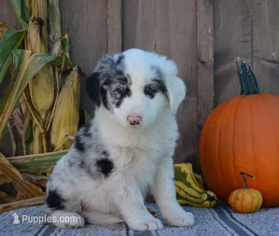 Sipper – Australian Shepherd puppy for sale in Battle Creek, MI