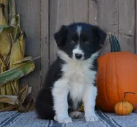 Sarah , a female Australian Shepherd for sale in Battle Creek, MI – 2 of 2