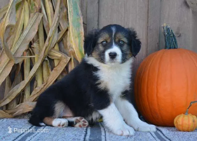Sally – Australian Shepherd puppy for sale in Battle Creek, MI