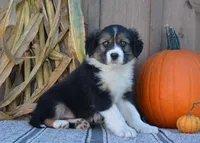 Sally, a female Australian Shepherd for sale in Battle Creek, MI – 1 of 2