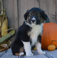 Sidney , a male Australian Shepherd for sale in Battle Creek, MI – 2 of 2