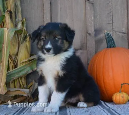 Sidney  – Australian Shepherd puppy for sale in Battle Creek, MI