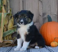 Sidney , a male Australian Shepherd for sale in Battle Creek, MI – 1 of 2
