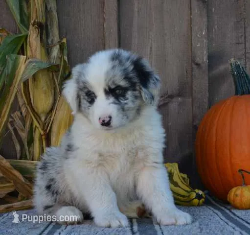Sandy – Australian Shepherd puppy for sale in Battle Creek, MI
