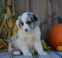 Sandy, a female Australian Shepherd for sale in Battle Creek, MI – 1 of 2