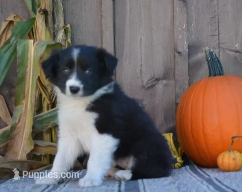 Sarah  – Australian Shepherd puppy for sale in Battle Creek, MI