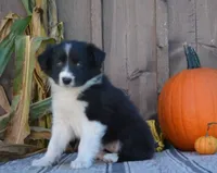 Sarah , a female Australian Shepherd for sale in Battle Creek, MI – 1 of 2