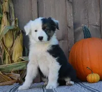 Susie , a female Australian Shepherd for sale in Battle Creek, MI – 2 of 2