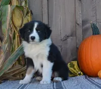 Sadie, a female Australian Shepherd for sale in Battle Creek, MI – 2 of 2