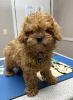 Simon, a male Cavapoo for sale in Nashville, TN – 2 of 5