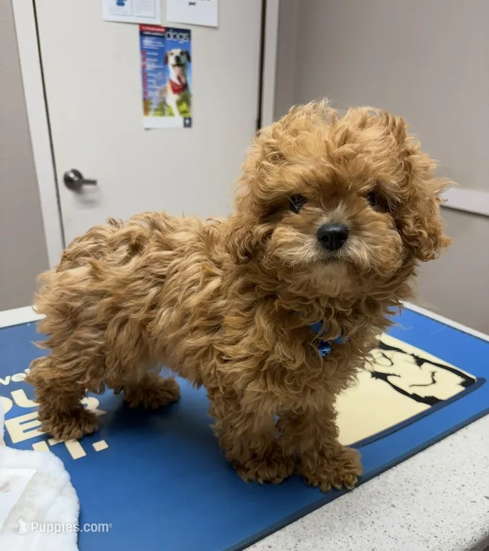 Simon – Cavapoo puppy for sale in Nashville, TN