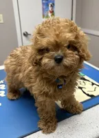 Simon, a male Cavapoo for sale in Nashville, TN – 5 of 5