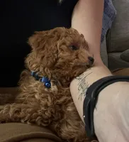 Simon, a male Cavapoo for sale in Nashville, TN – 4 of 5