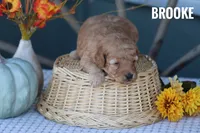 Brooke , a female Goldendoodle and Miniature Goldendoodle for sale in Itasca, TX – 2 of 2
