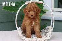 Melina , a female Goldendoodle and Miniature Goldendoodle for sale in Itasca, TX – 1 of 4