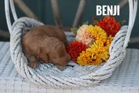 Benji, a male Goldendoodle and Miniature Goldendoodle for sale in Itasca, TX – 2 of 3
