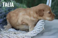 Talia, a female Goldendoodle and Miniature Goldendoodle for sale in Itasca, TX – 4 of 4
