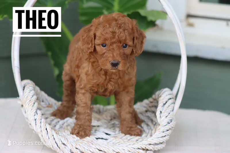 Theo – Goldendoodle, Miniature Goldendoodle puppy for sale in Itasca, TX