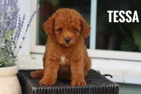 Tessa, a female Goldendoodle and Miniature Goldendoodle for sale in Itasca, TX – 3 of 3