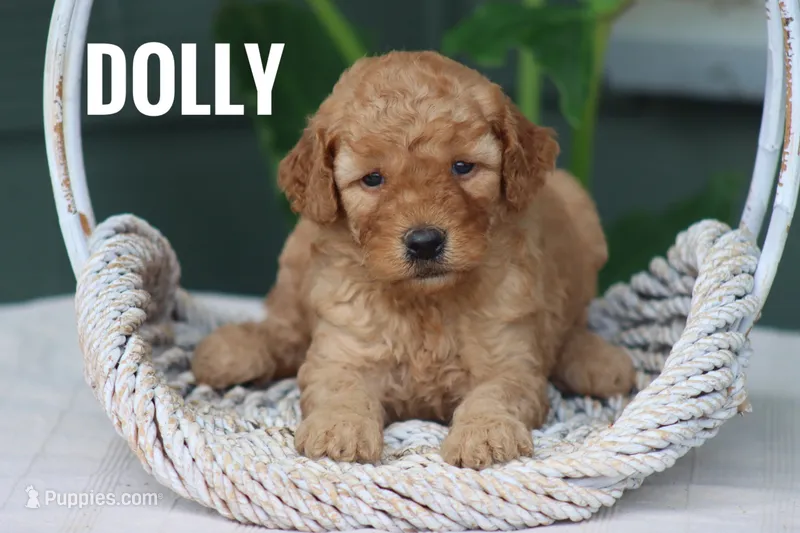 Dolly – Goldendoodle, Miniature Goldendoodle puppy for sale in Itasca, TX
