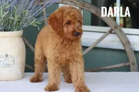 Darla , a female Goldendoodle and Miniature Goldendoodle for sale in Itasca, TX – 2 of 3