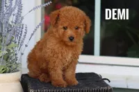Demi, a female Goldendoodle and Miniature Goldendoodle for sale in Itasca, TX – 2 of 3