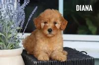 Diana, a female Goldendoodle and Miniature Goldendoodle for sale in Itasca, TX – 2 of 3
