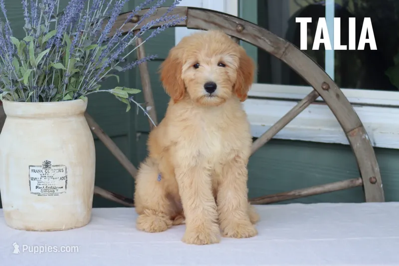 Talia – Goldendoodle, Miniature Goldendoodle puppy for sale in Itasca, TX