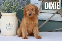 Dixie , a female Goldendoodle and Miniature Goldendoodle for sale in Itasca, TX – 1 of 2