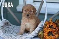 Luka, a male Goldendoodle and Miniature Goldendoodle for sale in Itasca, TX – 4 of 4