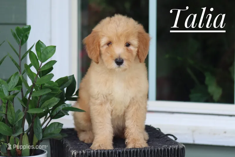 Talia – Goldendoodle, Miniature Goldendoodle puppy for sale in Itasca, TX