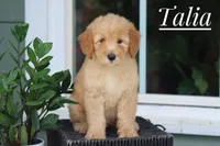 Talia, a female Goldendoodle and Miniature Goldendoodle for sale in Itasca, TX – 1 of 3