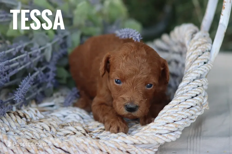 Tessa – Goldendoodle, Miniature Goldendoodle puppy for sale in Itasca, TX