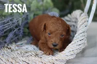 Tessa, a female Goldendoodle and Miniature Goldendoodle for sale in Itasca, TX – 1 of 4