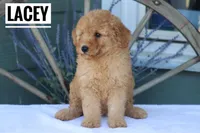 Lacey, a female Goldendoodle and Miniature Goldendoodle for sale in Itasca, TX – Photo 4 of 4