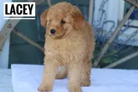 Lacey, a female Goldendoodle and Miniature Goldendoodle for sale in Itasca, TX – Photo 3 of 4