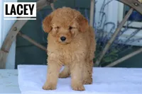 Lacey, a female Goldendoodle and Miniature Goldendoodle for sale in Itasca, TX – Photo 1 of 4