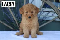 Lacey, a female Goldendoodle and Miniature Goldendoodle for sale in Itasca, TX – Photo 2 of 4