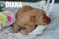 Diana, a female Goldendoodle and Miniature Goldendoodle for sale in Itasca, TX – 4 of 4
