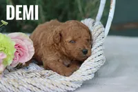 Demi, a female Goldendoodle and Miniature Goldendoodle for sale in Itasca, TX – 4 of 4