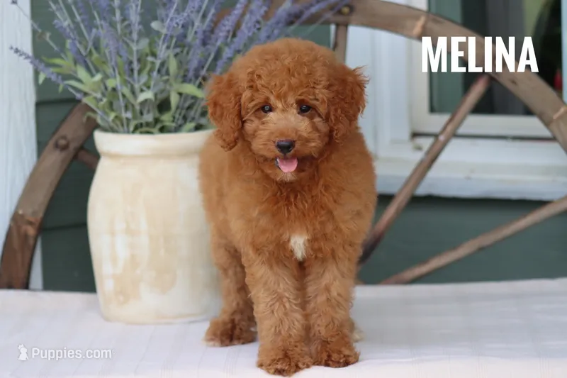 Melina  – Goldendoodle, Miniature Goldendoodle puppy for sale in Itasca, TX