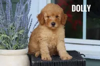 Dolly, a female Goldendoodle and Miniature Goldendoodle for sale in Itasca, TX – 2 of 3