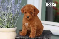 Tessa, a female Goldendoodle and Miniature Goldendoodle for sale in Itasca, TX – 2 of 3