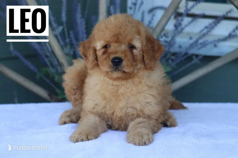 Leo – Goldendoodle, Miniature Goldendoodle puppy for sale in Itasca, TX