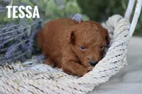 Tessa, a female Goldendoodle and Miniature Goldendoodle for sale in Itasca, TX – 3 of 4