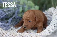 Tessa, a female Goldendoodle and Miniature Goldendoodle for sale in Itasca, TX – 4 of 4
