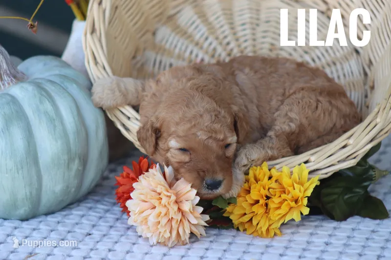 Lilac  – Goldendoodle, Miniature Goldendoodle puppy for sale in Itasca, TX
