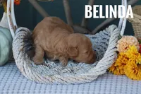 Belinda, a female Goldendoodle and Miniature Goldendoodle for sale in Itasca, TX – 2 of 3